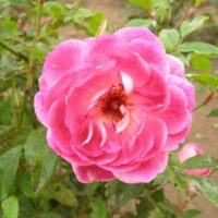 Close-up of a vibrant Rose 'Brilliant Pink Iceberg' with delicate petals and visible stamens, surrounded by green leaves.