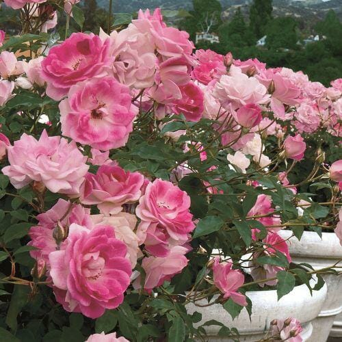 A cluster of brilliant Rose 'Brilliant Pink Iceberg' roses blooming in a white planter, set against a backdrop of lush green foliage.