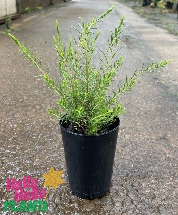 A Coleonema 'Pink' Diosma in a 3" pot, with slender green leaves, rests on a wet concrete surface.