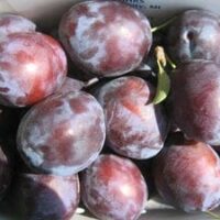 Plums, Prunus 'President' Plum 12" Pot, in a box on a table.