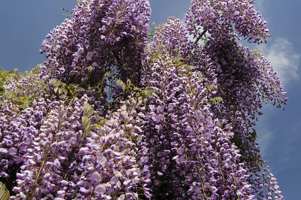 Wisteria 'Royal Purple' - Image 2