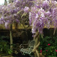 Hello Hello Plants Nursery Campbellfield Melbourne Victoria Australia Wisteria sinensis Chinese Wisteria purple wisteria flowers over bench