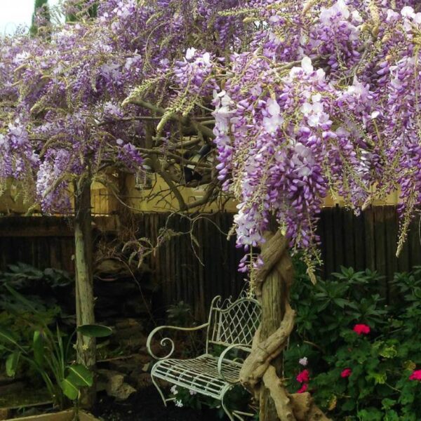 Hello Hello Plants Nursery Campbellfield Melbourne Victoria Australia Wisteria sinensis Chinese Wisteria purple wisteria flowers over bench