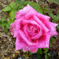 Rose 'Jacaranda' Bush Form