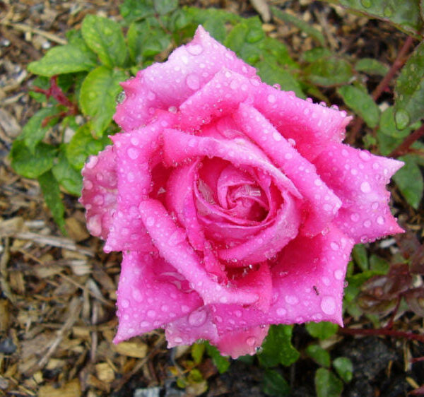 Rose 'Jacaranda' 2ft Standard