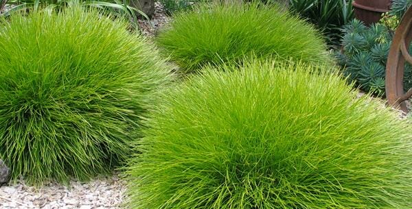 Lomandra 'Little Con' - Image 2