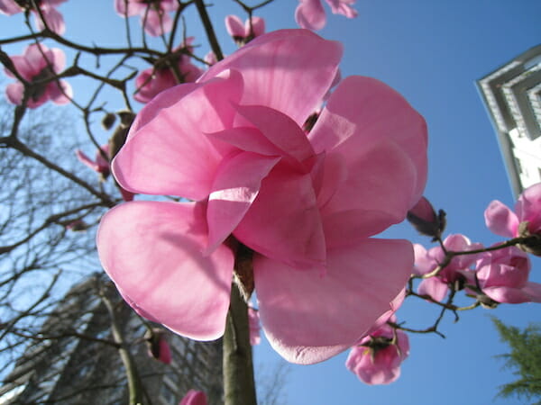 Magnolia 'Caerhays Belle' - Image 2