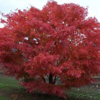 Acer 'Nishiki Gawa' Japanese Maple 16" Pot