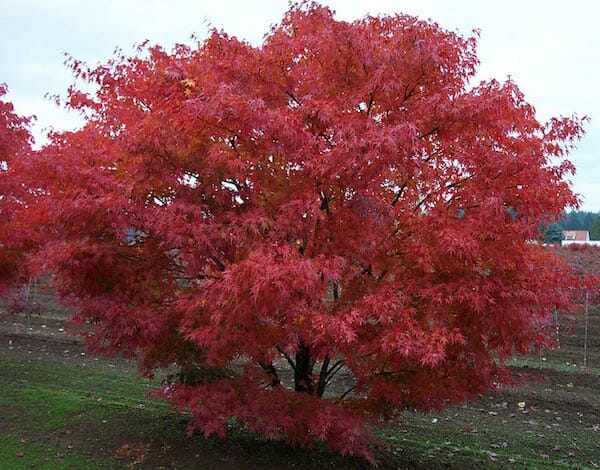 Acer 'Nishiki Gawa' Japanese Maple 16" Pot