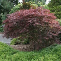 Acer 'Red Dragon' Japanese Maple 8" Pot
