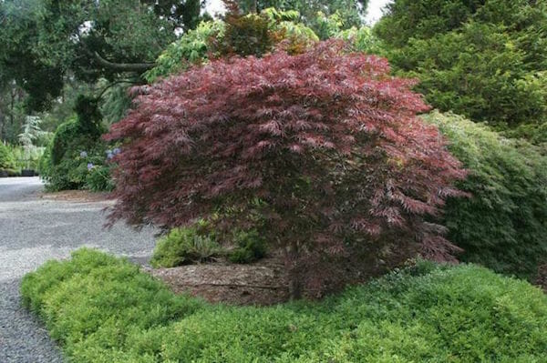 Acer 'Red Dragon' Japanese Maple 8" Pot