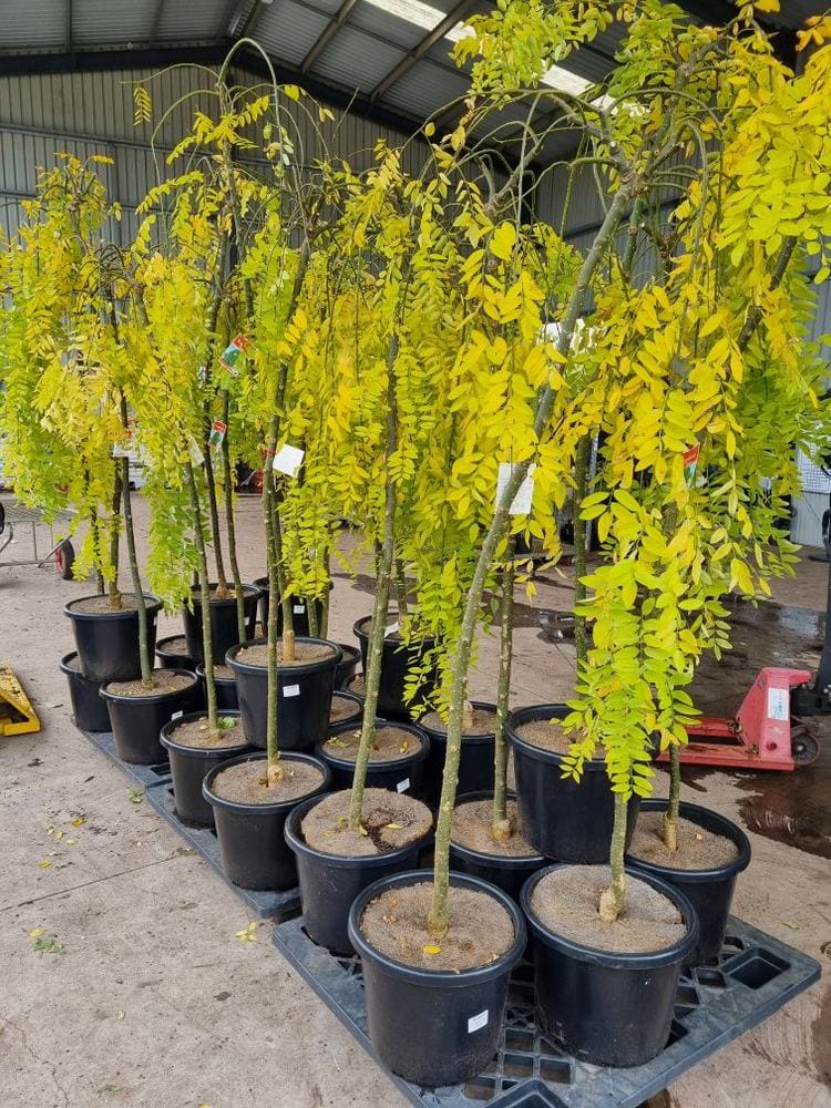 Sophora 'Weeping Japanese Pagoda Tree' - Image 5