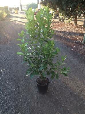 Citrus Lemon Tree 'Lisbon' in a 10" pot on a gravel pathway with trees in the background.
