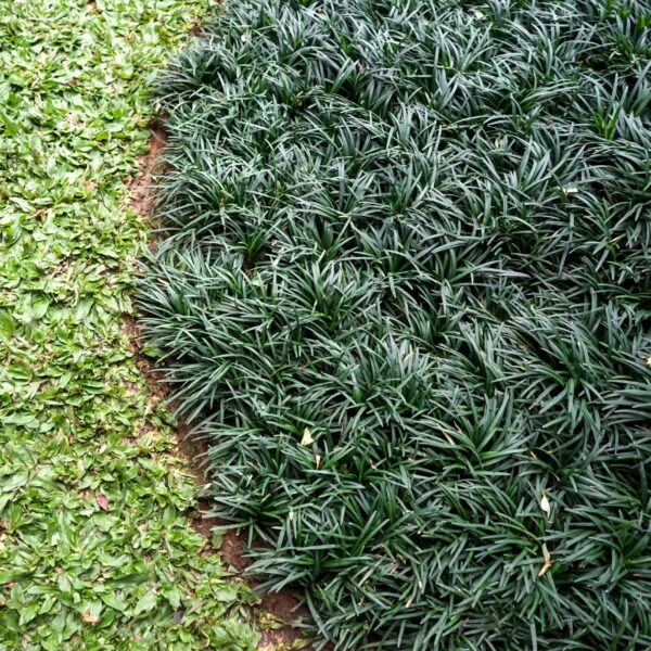 A cluster of Ophiopogon 'Dwarf' Mondo Grass in a 3" pot borders a patch of small green leafy ground cover, divided by a soil edge—perfect for compact landscaping.