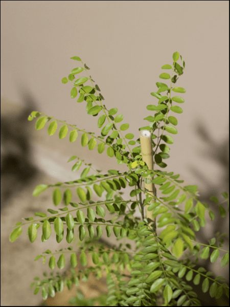 Sophora 'Weeping Japanese Pagoda Tree' - Image 4