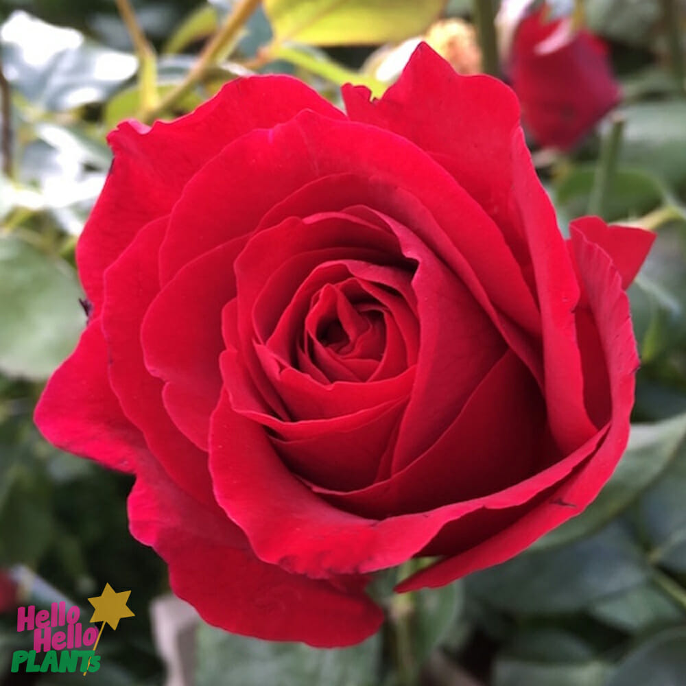 Rose 'Mr Lincoln' - Image 3