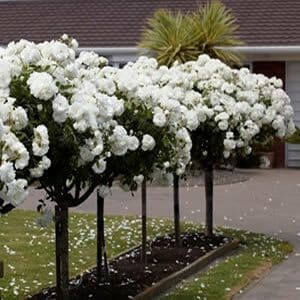 Standard Iceberg Roses