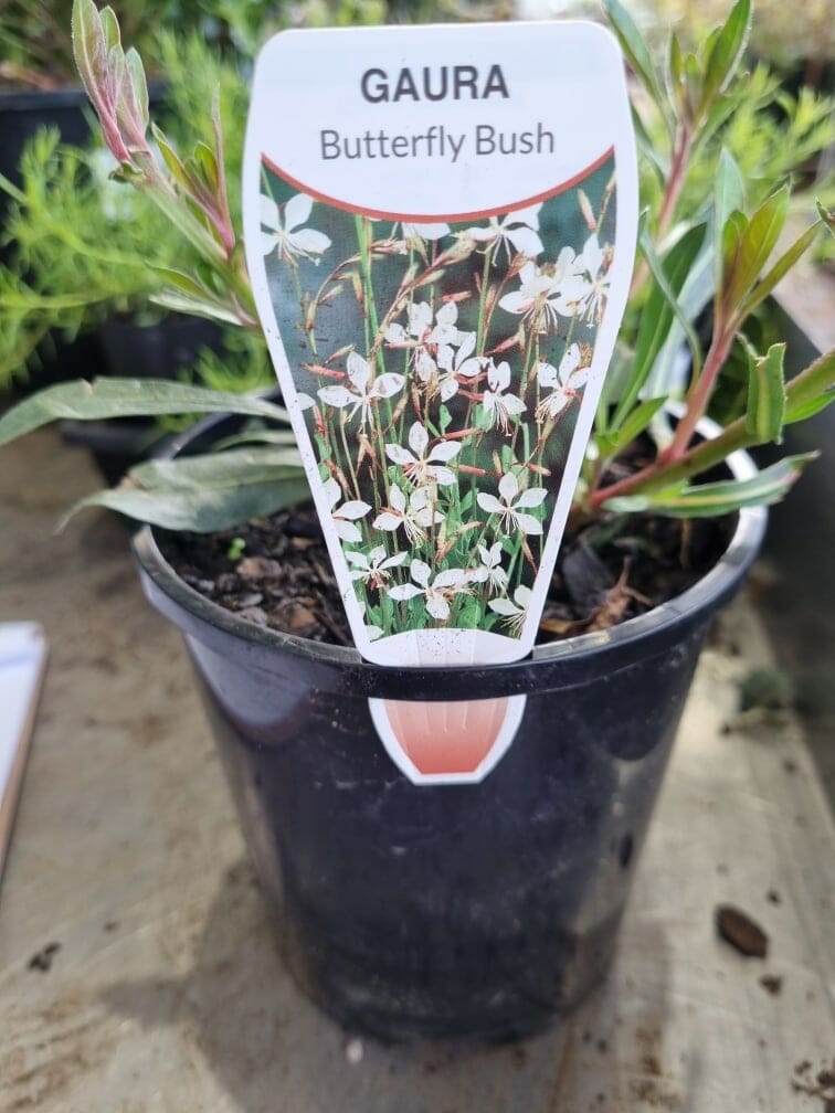 Gaura 'White' Butterfly Bush 6" Pot - Image 2