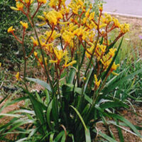 A yellow Anigozanthos 'Gold Velvet™' Kangaroo Paw 7" Pot, with green leaves in the middle of a street.