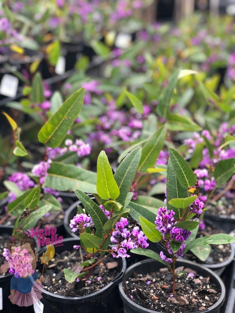 Happy Wanderer 6" Pot @ Hello Hello Plants