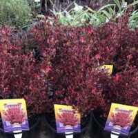 A group of potted Coprosma 'Pacific Sunset' 8" Pot plants with red leaves.