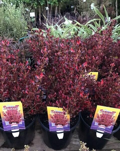 A group of potted Coprosma 'Pacific Sunset' 8" Pot plants with red leaves.