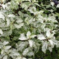Lush Pittosporum 'Irene Patterson' 6" Pot with variegated green and white leaves, thriving in a garden setting.