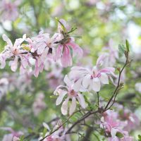 Close-up of a branch with light pink Magnolia 'Fairy® Blush' flowers in bloom, set against a backdrop of green leaves and softly blurred foliage.