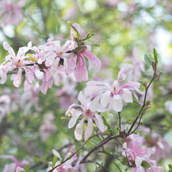 Close-up of a branch with light pink Magnolia 'Fairy® Blush' flowers in bloom, set against a backdrop of green leaves and softly blurred foliage.