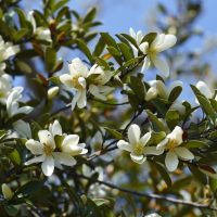 Close-up of a branch of the Magnolia 'Fairy® Blush' tree with several white flowers in bloom against a clear blue sky.