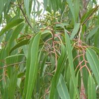 Close-up of a Corymbia 'Scentuous™' Lemon Scented Gum tree, focusing on its narrow green leaves and clusters of budding flowers amidst reddish stems.