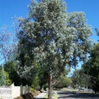 Eucalyptus 'Silver Stringybark Gum' 12" Pot in a 12" Pot.