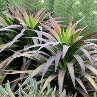 A Yucca desmetiana 'Soft Leaf Yucca' 8" Pot with purple and green leaves in a garden.