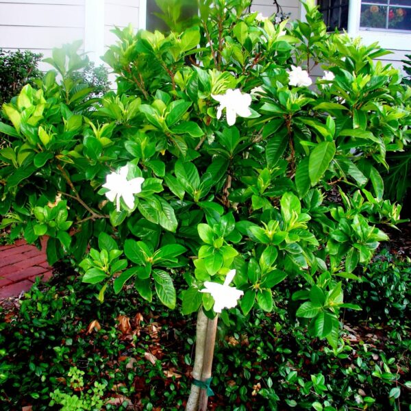 Gardenia 'Professor Pucci' 3ft Standard 8" Pot