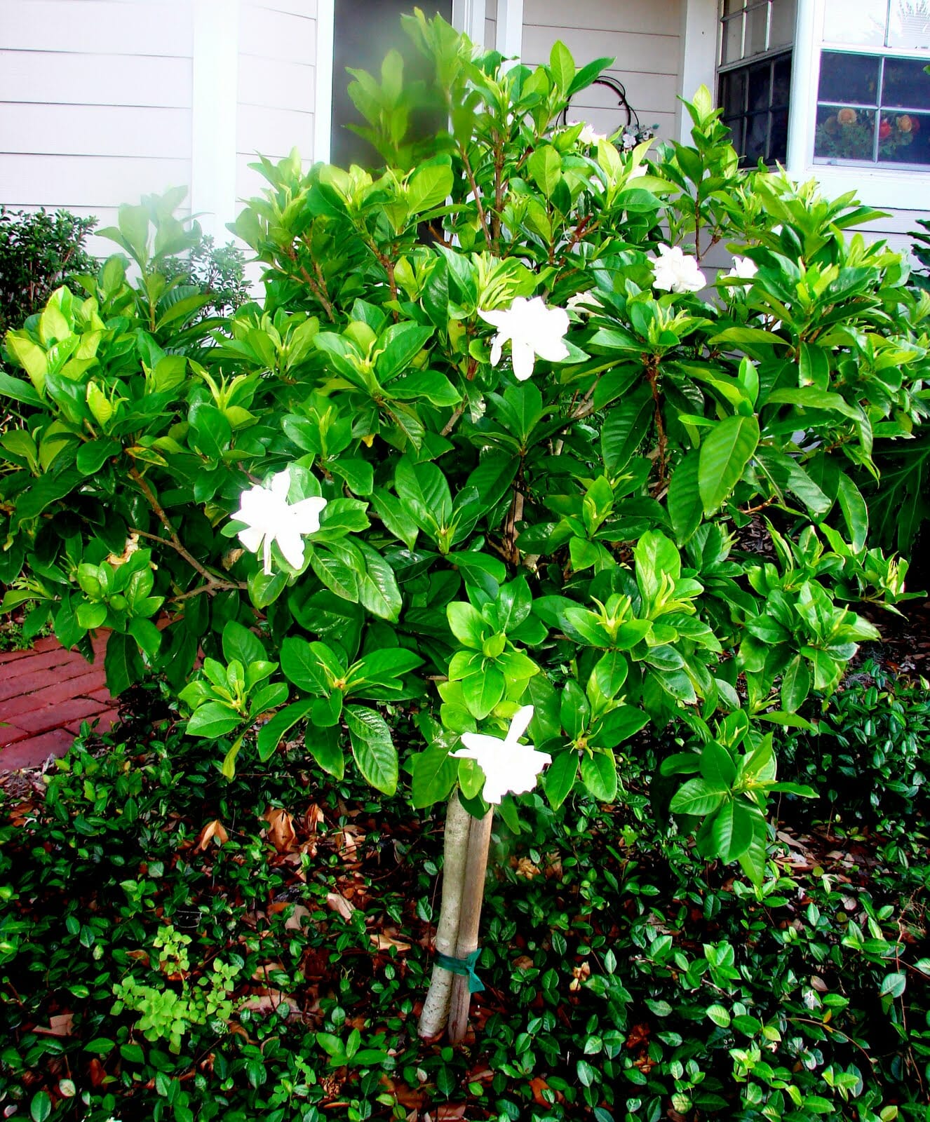 Gardenia 'Professor Pucci' 3ft Standard 12" Pot