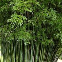 Dense cluster of Bambusa 'Gracilis/Slender Weavers' Bamboo, featuring tall green slender stalks with narrow leaves at the top.