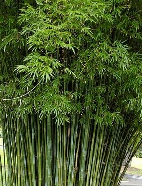 Dense cluster of Bambusa 'Gracilis/Slender Weavers' Bamboo, featuring tall green slender stalks with narrow leaves at the top.