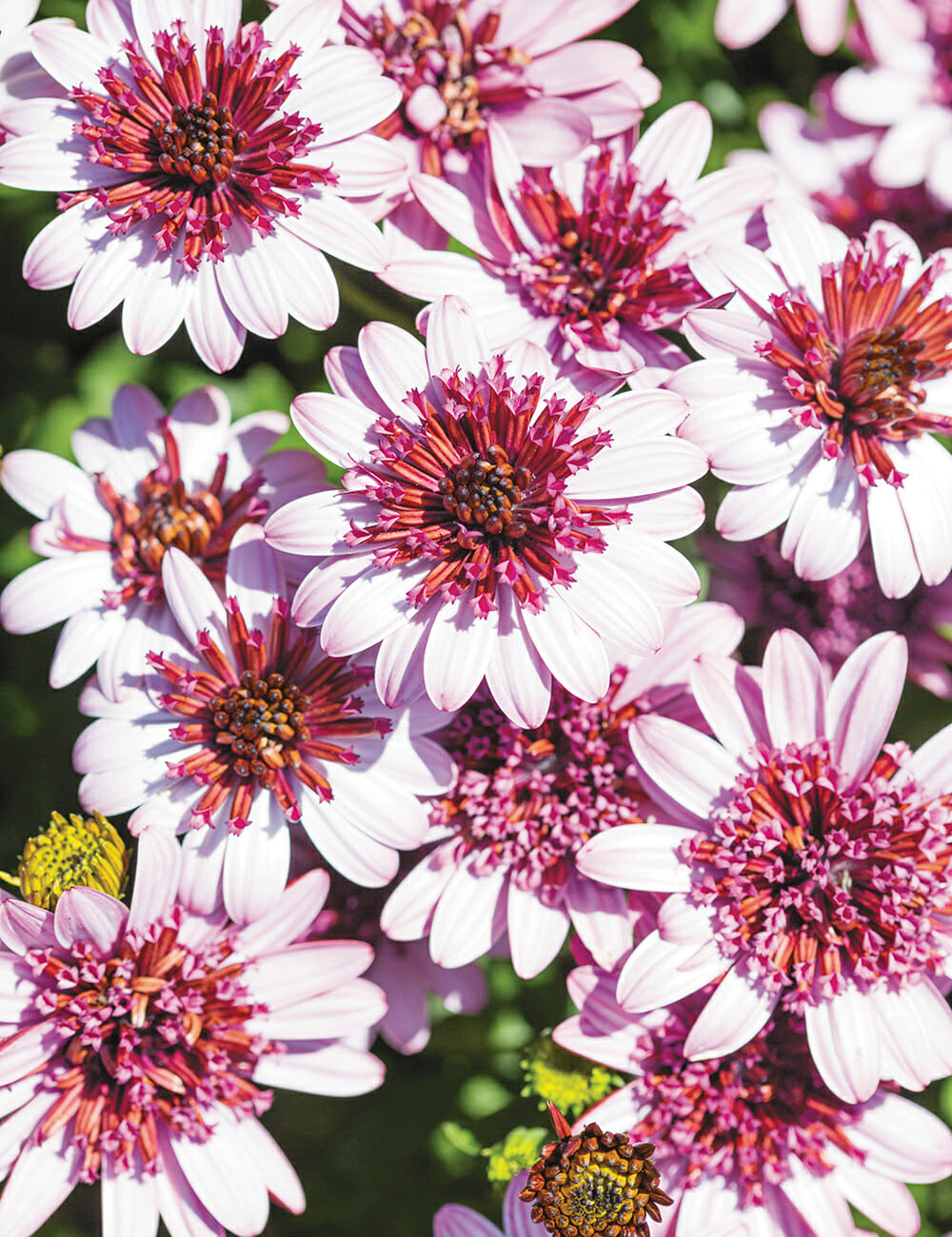 A cluster of vibrant, Osteospermum '3D Raspberry' African Daisy 6" Pots, featuring pink-tipped white blooms in full flourish.