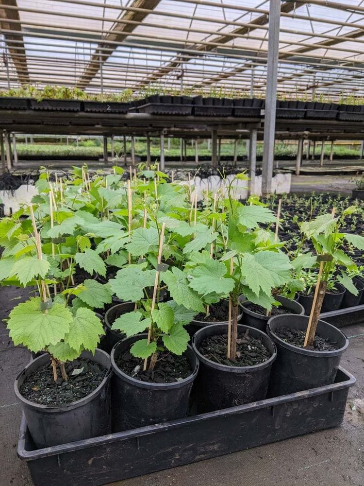 Rows of Vitis coignetiae 'Crimson Glory Vine' with lush green leaves are placed in black trays inside the greenhouse. Each plant is carefully potted in a 6" pot and supported by wooden stakes.