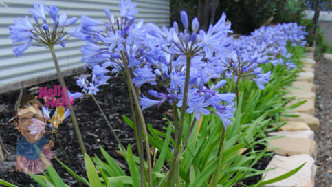 Agapanthus Dwarf Blue