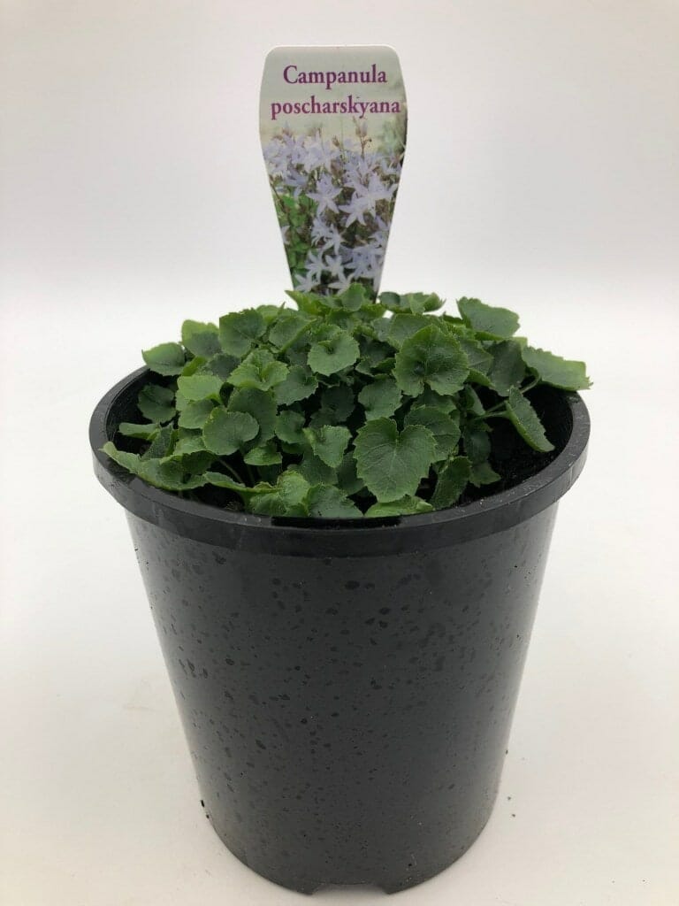 A blue pot contains a green leafy plant with a label that reads "Campanula 'Serbian Bellflower' Blue 6" Pot," featuring an image of the Serbian Bellflower’s white flowers.