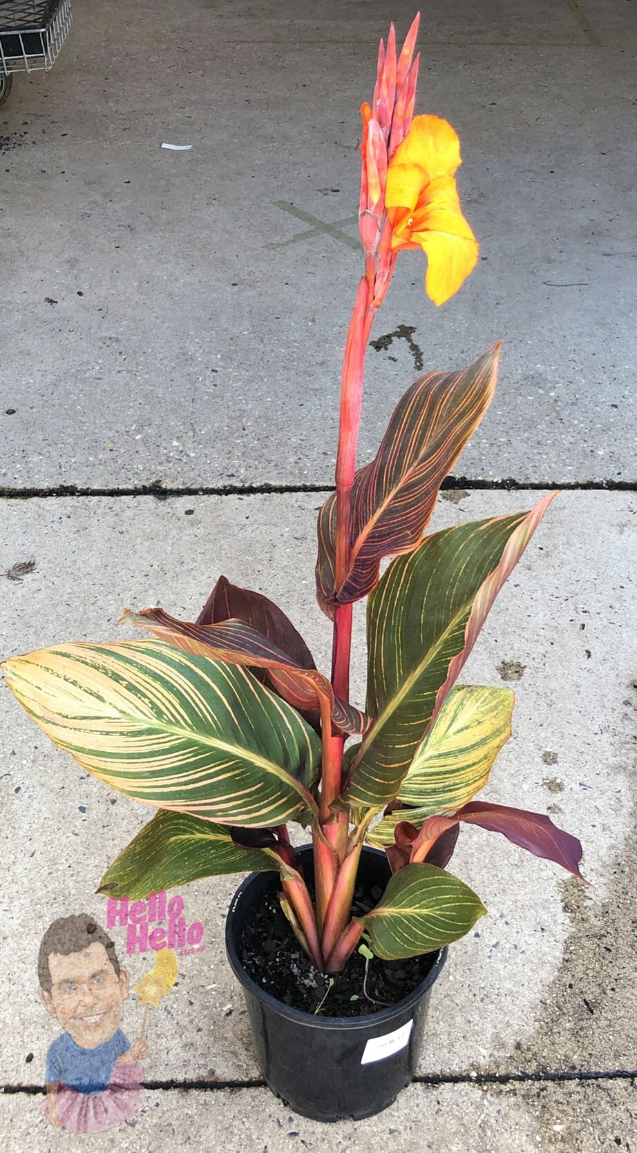 Canna Lily 'Tropicanna' 8" Pot - Image 2