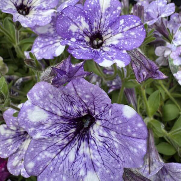 Close-up of vibrant purple petunias with white speckles in a 15cm pot, beautifully displayed alongside Murraya 'Orange Jessamine' 15cm pot and lush green foliage.