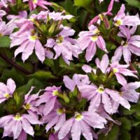 A group of Scaevola 'Pink Ribbon' 6" Pot flowers with pink ribbons and green leaves.