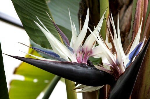 Strelitzia ‘Giant Bird of Paradise’