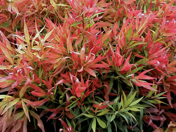 Vibrant red and green foliage of Callistemon 'Great Balls of Fire' 8" Pot ornamental plants.
