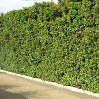 Syzygium 'Elite' Lilly Pilly