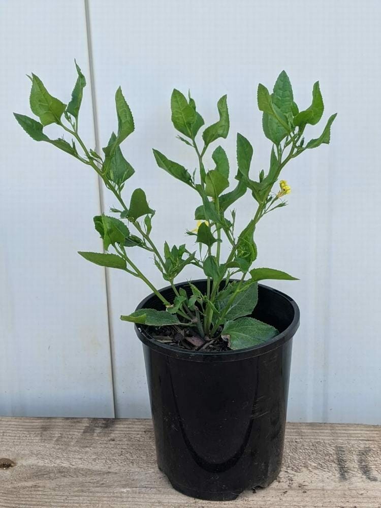 A Goodenia ovata 'Hop Goodenia' 6" Pot, featuring green leaves and small yellow flowers, sits on a wooden surface against a plain light background.