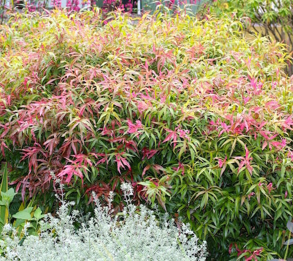 A Callistemon 'Great Balls of Fire' shrub with red and pink leaves in an 8" pot.