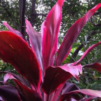 Cordyline 'Rubra'